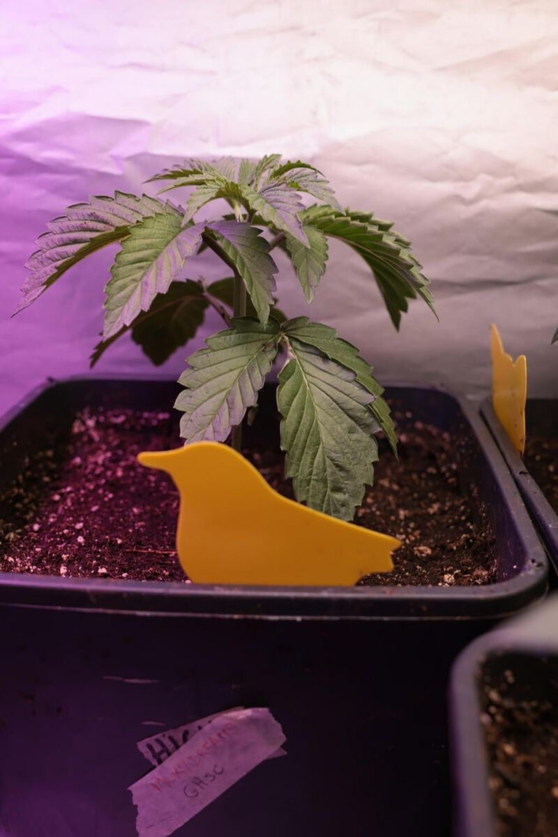 Milky Dreams, Фасовка: 3, изображение 4